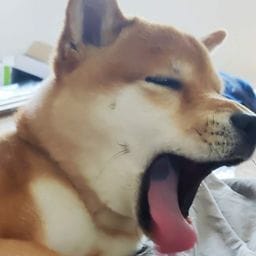 The Doge Protectorate